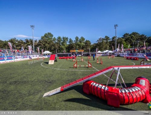 World Agility Open Championship 2014